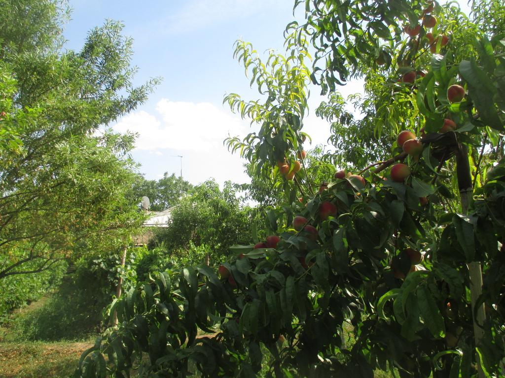 Shushan B&B Yeghegnadzor Exterior photo